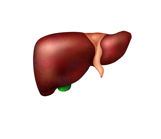 Can Liver Damage be Reversed?